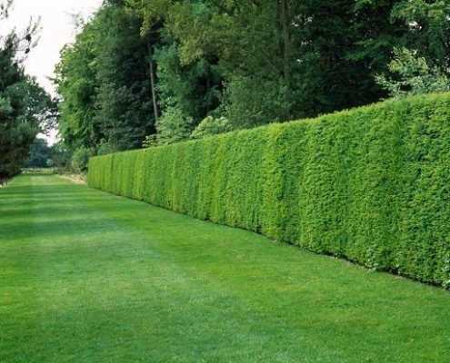 Lowering & Hedge Trimming